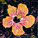 Toshiichi Shimoji Gallery